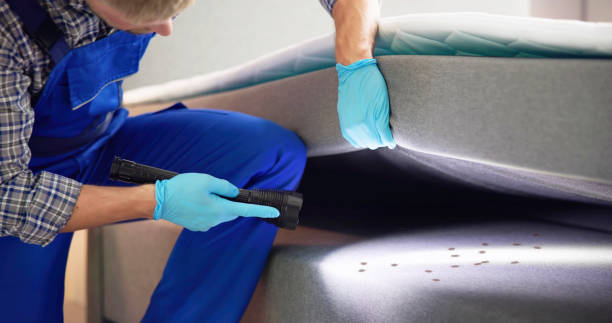 Reliable Castle Pines Village, CO Pest Control Solutions
