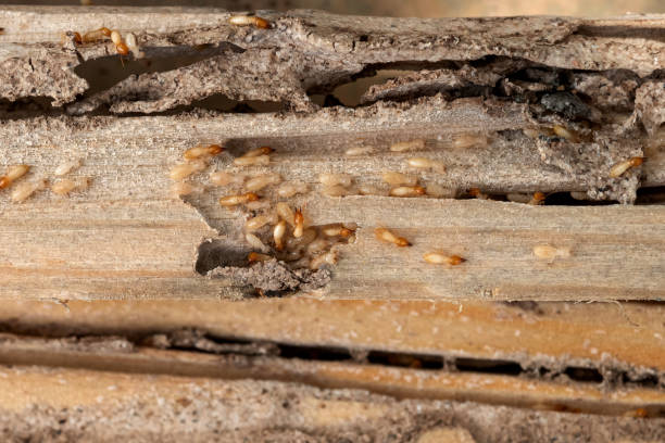 Best Pest Control Near Me  in Castle Pines Village, CO